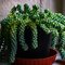 Burro's Tail